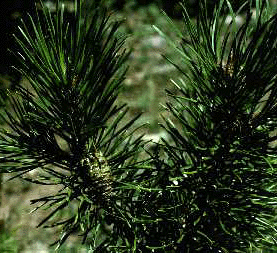 P. contorta (Needles)