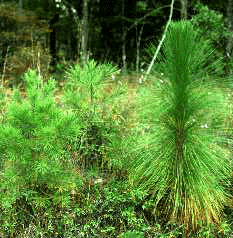 P. palustris (Form)