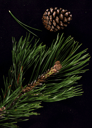 P. mugo (needles and cone)