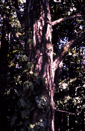 P. rigida (form)