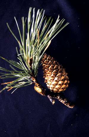 P. rigida (needles)
