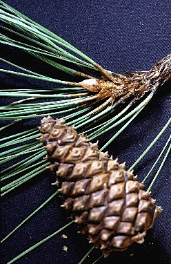 P. ponderosa (Cones)