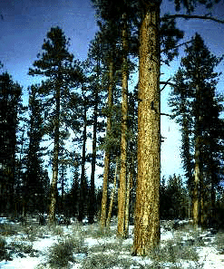 P. ponderosa (Form)