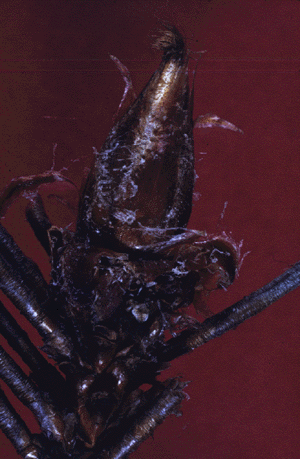 P. resinosa (bud)