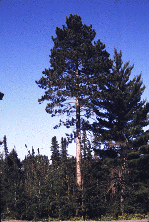 P. resinosa (form)
