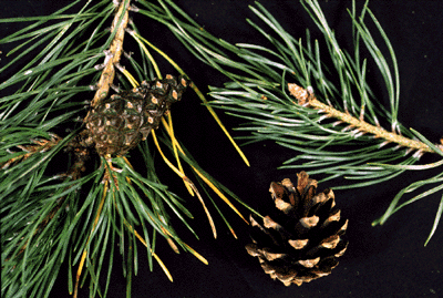 P. sylvestris (needles and cones)