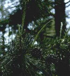 P. echinata (Needles)