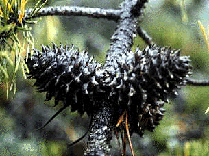 P. pungens (Cones)
