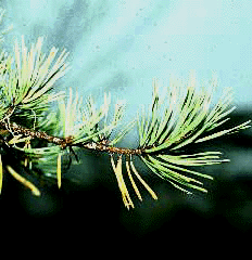 P. pungens (Needles)