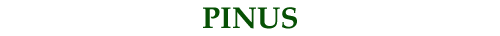Pinus