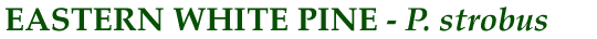 Eastern White Pine (P.strobus)