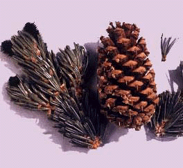 P. aristata (Needles and cone)