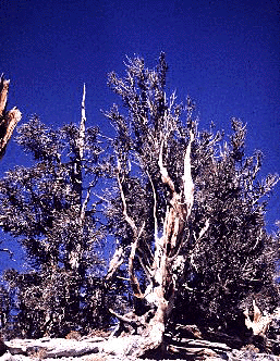P. aristata (Form)