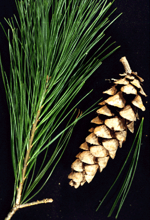 Eastern white pine needles and cone.