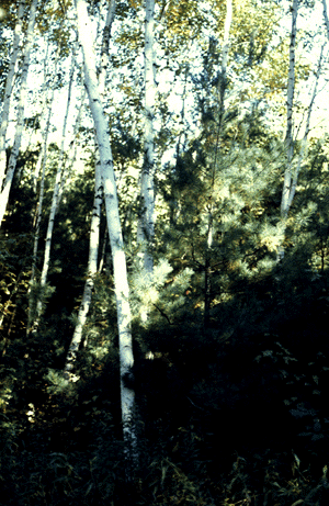 Eastern white pine succession.