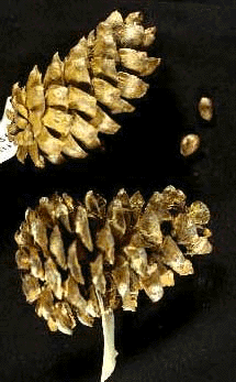 P. flexilis (Cone)