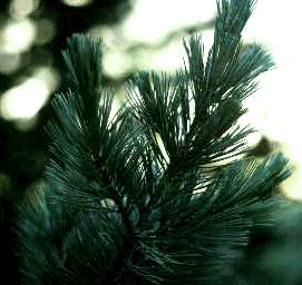 P. flexilis (Needles)