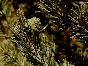 P. edulis (Needles and cone)