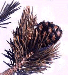 P. albicaulis (Cones)