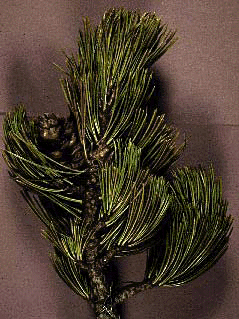 P. albicaulis (Needles)