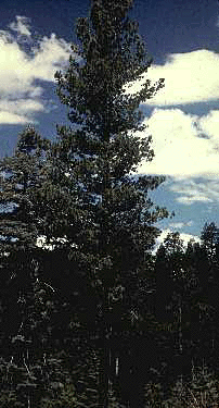 P. monticola (Form)