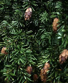 T. caroliniana (Needles and cones)