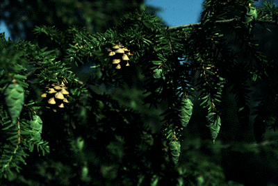 T. canadensis (cones)
