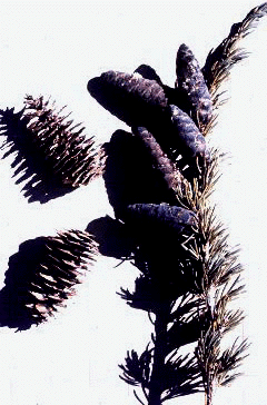 T. Mertensiana (Needles and cones)