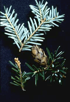 T. heterophylla (Needles and cones)