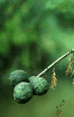 T.distichum (Cones)