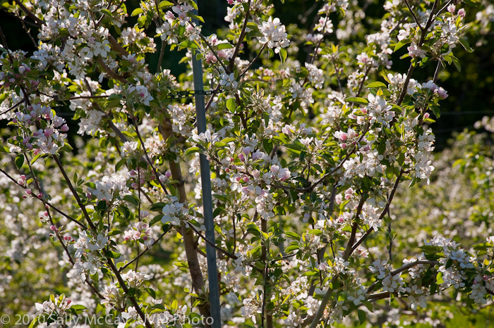 20100507_Hort_Farm-1