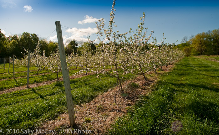 20100507_Hort_Farm-10