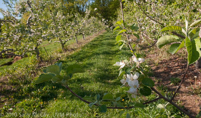 20100507_Hort_Farm-11