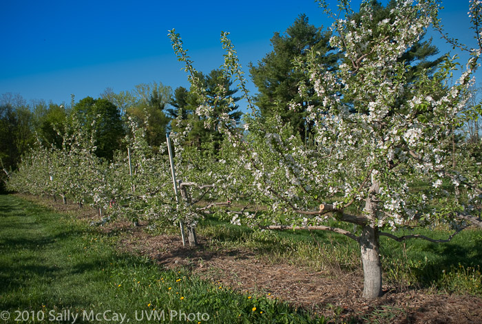 20100507_Hort_Farm-12