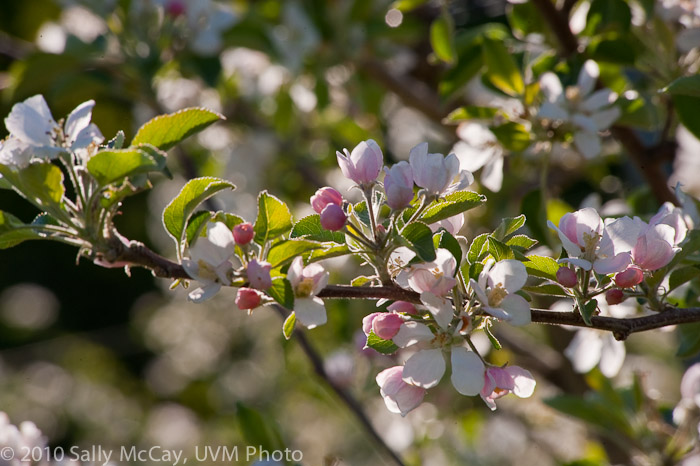 20100507_Hort_Farm-2