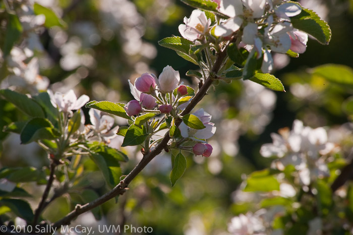 20100507_Hort_Farm-3