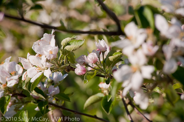 20100507_Hort_Farm-4