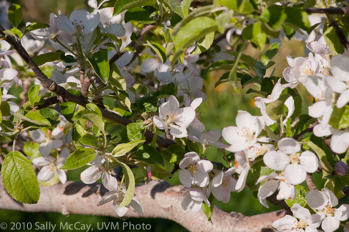20100507_Hort_Farm-5
