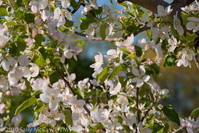 20100507_Hort_Farm-6