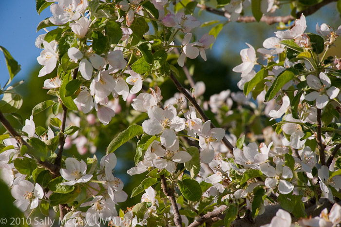20100507_Hort_Farm-7