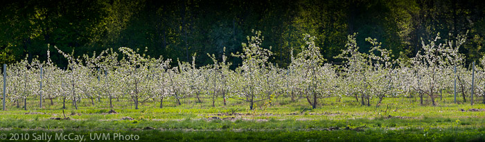 20100507_Hort_Farm-8