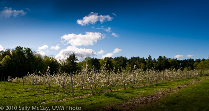 20100507_Hort_Farm-9