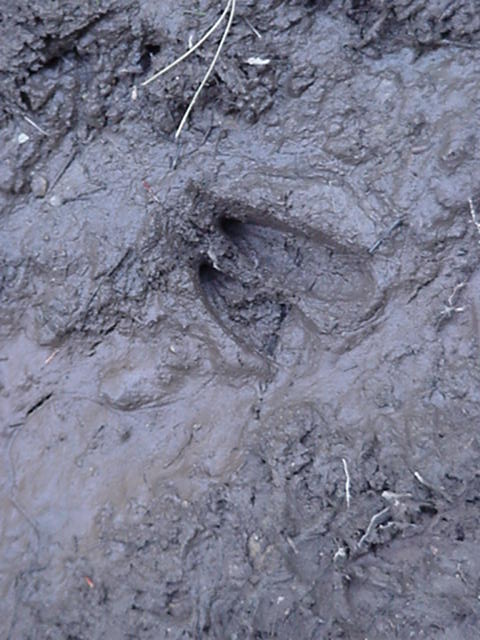 deer print