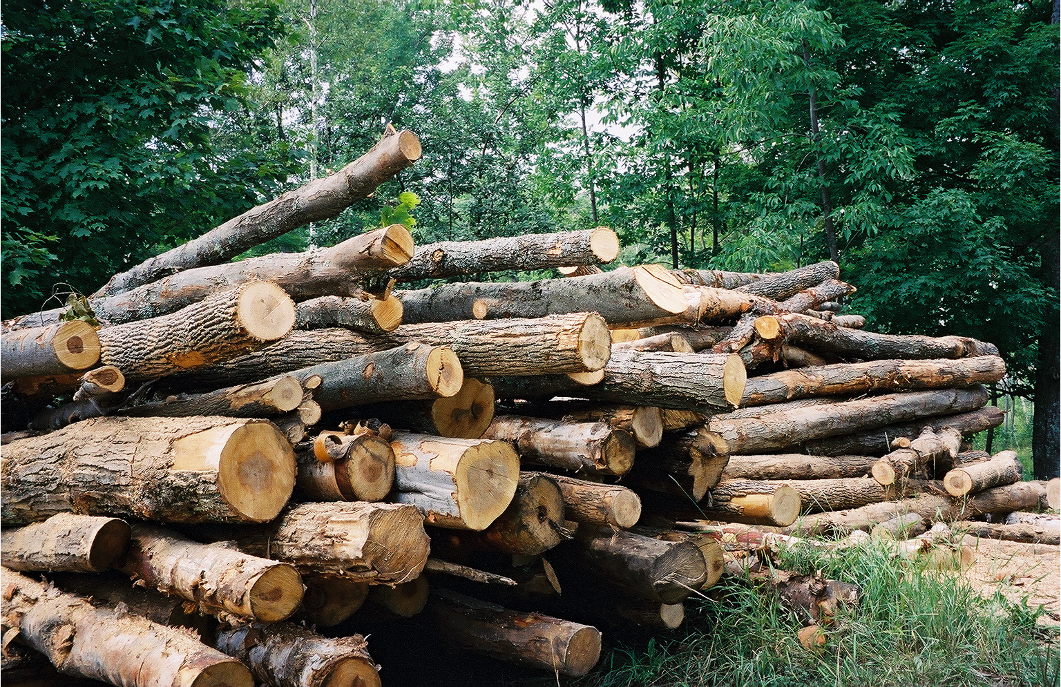 timber