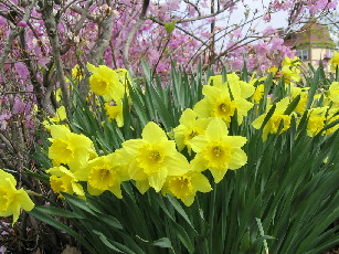 Daffodils