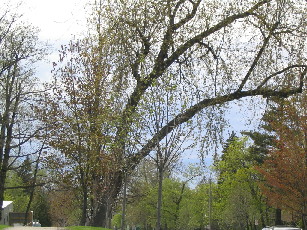 Nature's first green is gold