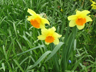 Jonquils
