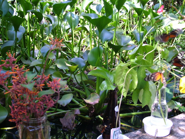 DSCF2277.JPG