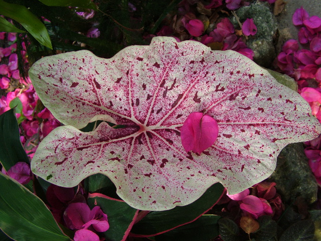 DSCF2339.JPG