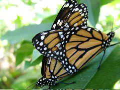 DSCF2268.JPG